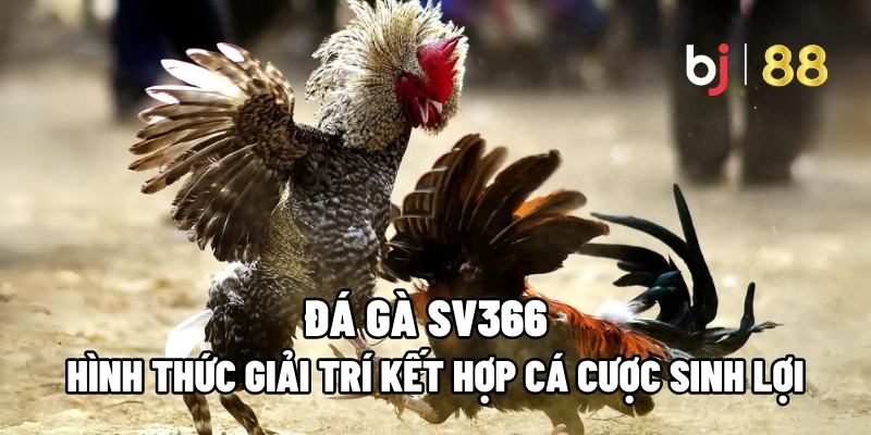Đá Gà SV366
